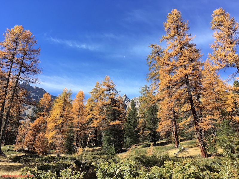 Les mélèzes en automne