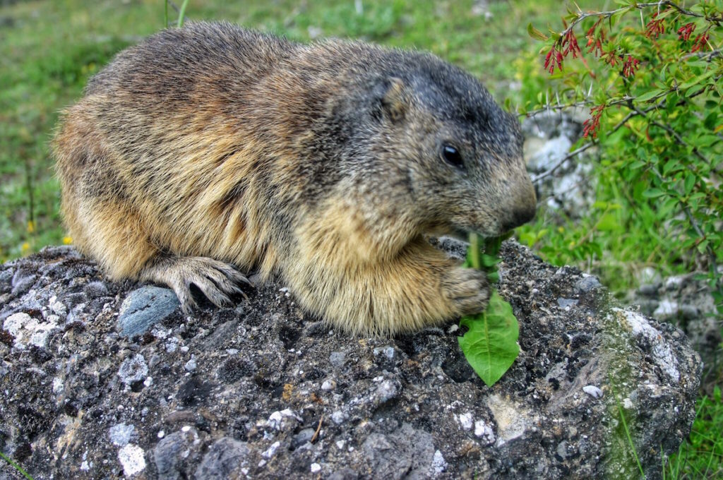 Marmotte