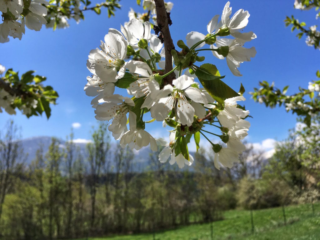 Printemps au Pays du Guil