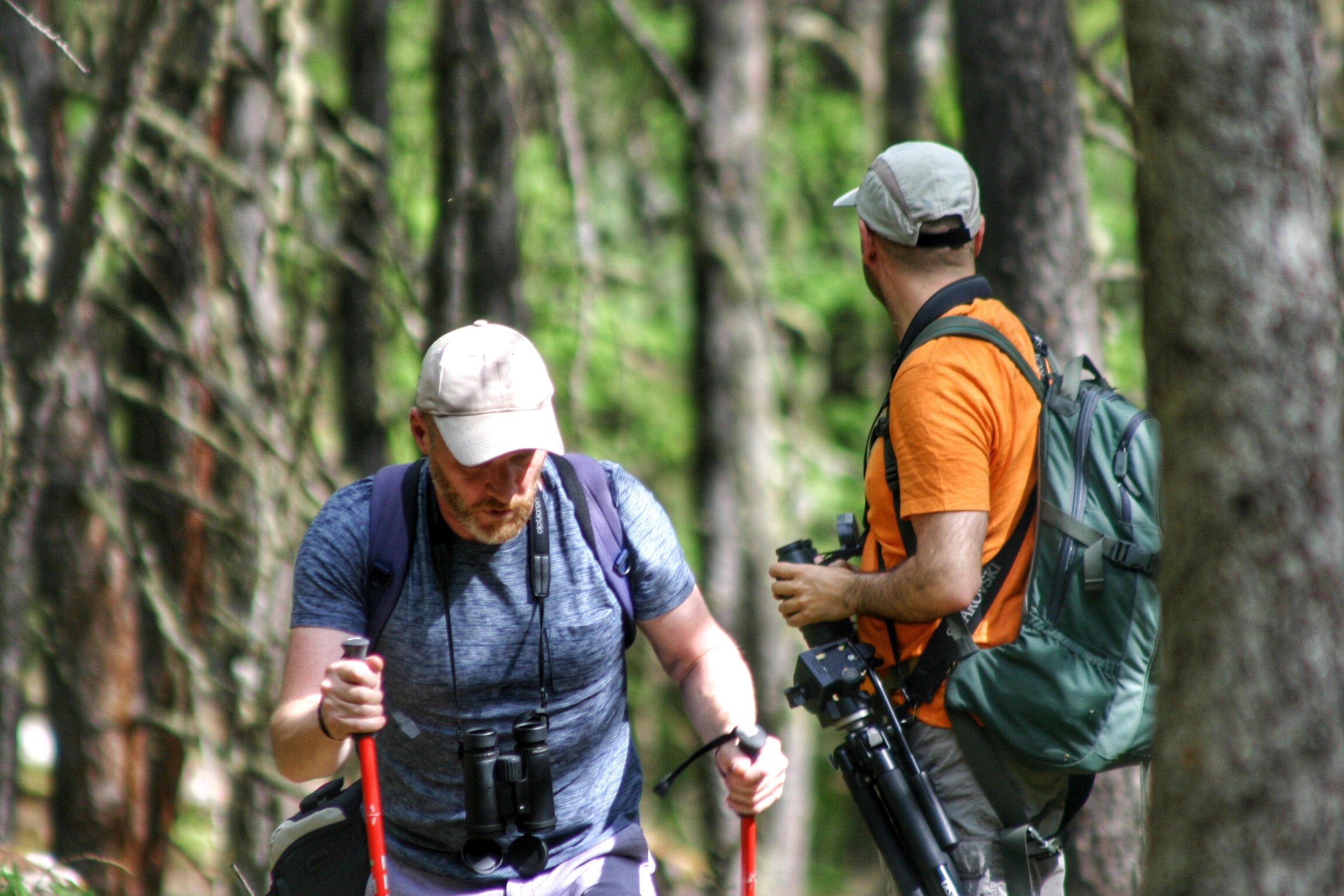 Randonnée forêt Alpes