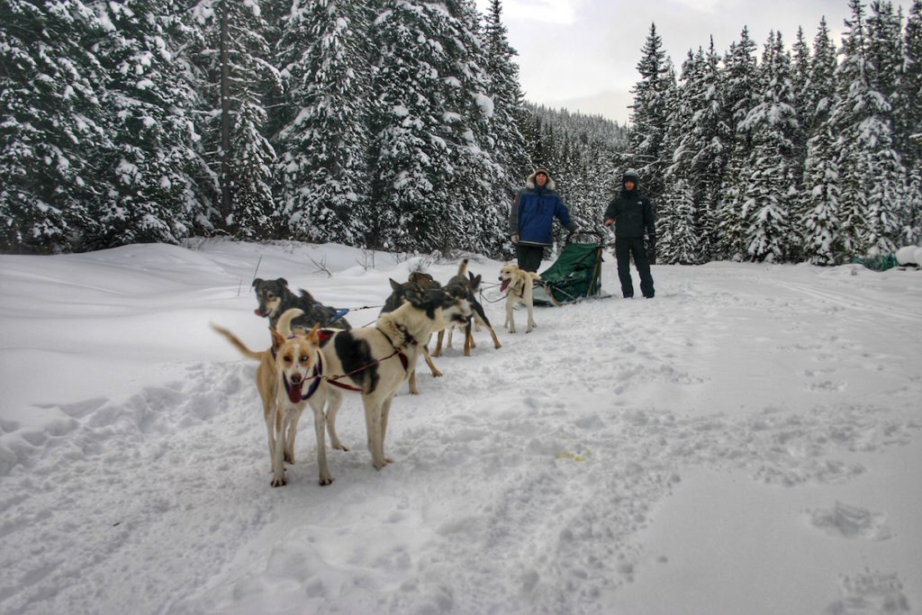 Les chiens de traineau