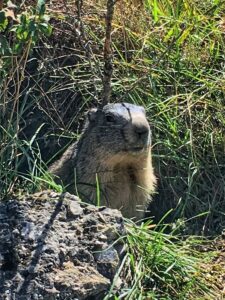 Marmot Eygliers