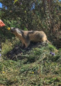 Marmotte Hautes Alpes