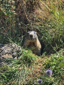 Marmotte Queyras