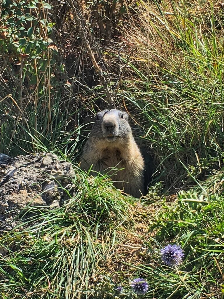 Marmotte Queyras