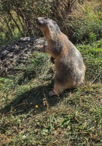 Marmottes Queyras